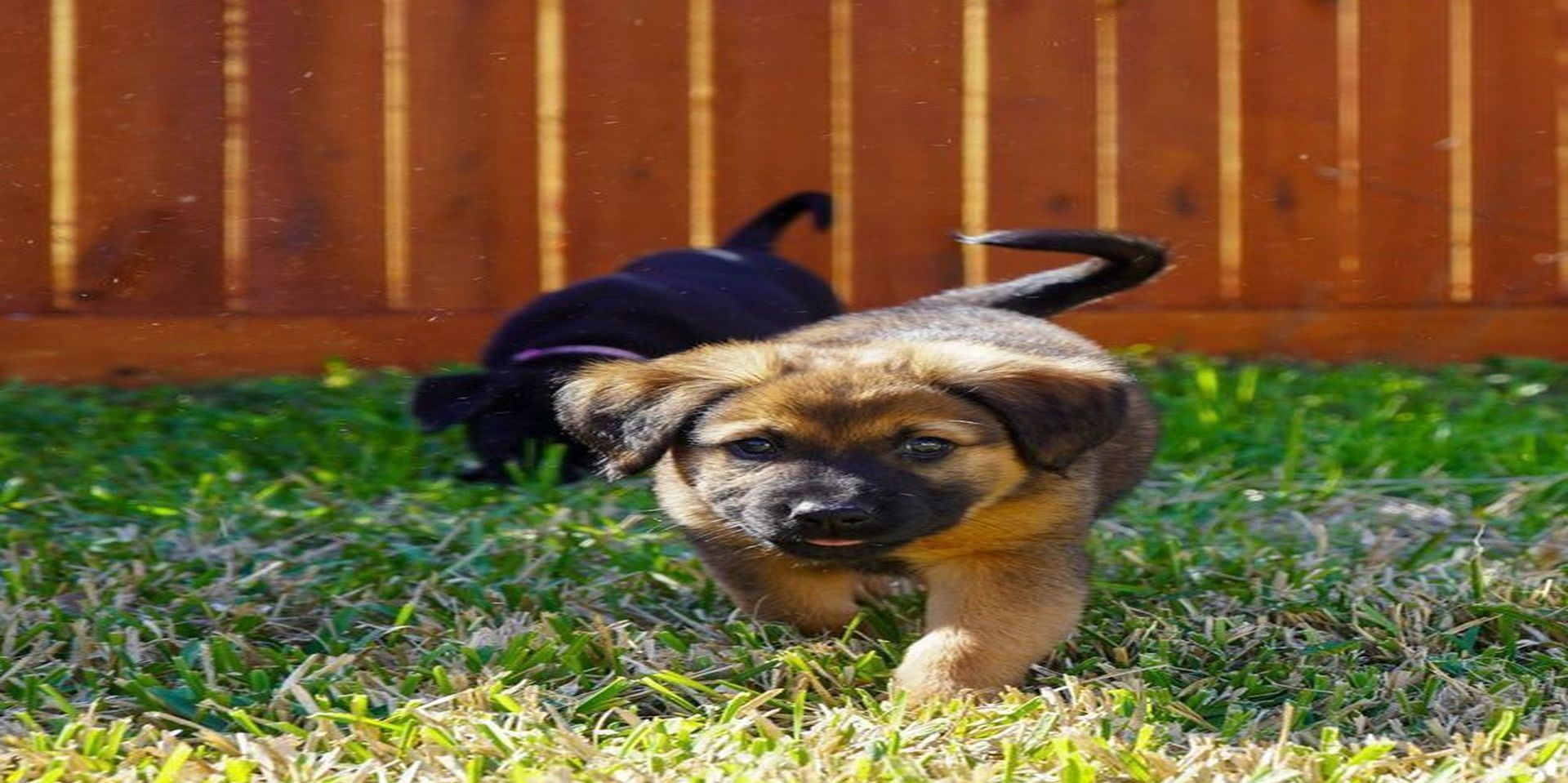 Shadows Foundation Rescue Foster Adoption Network (R-FAN) Event is Sept. 26 at the Flagstaff Mall promotional image