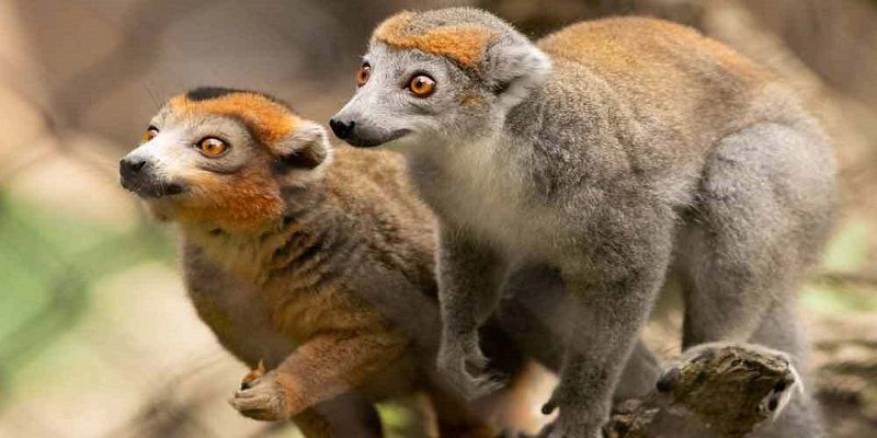 Celebrate Lemurs @ Brandywine Zoo promotional image