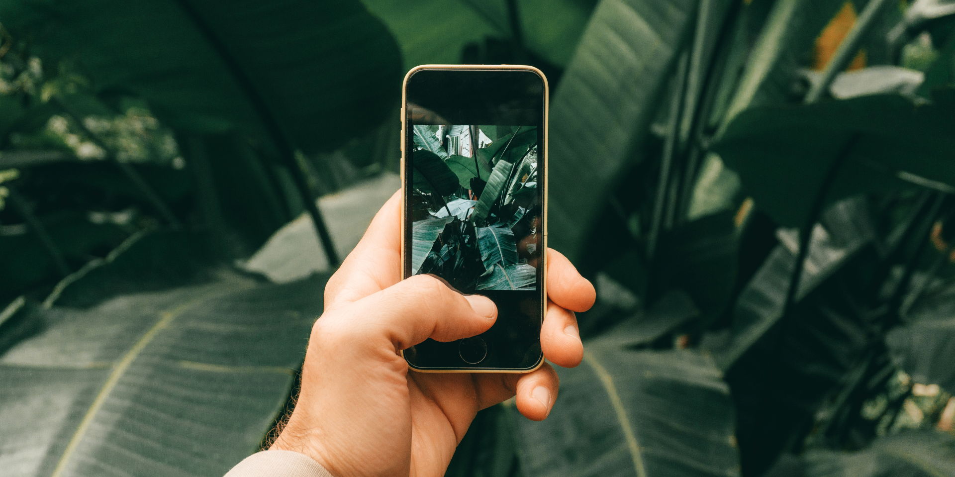 Digital Photography Workshop: Phone Photography promotional image
