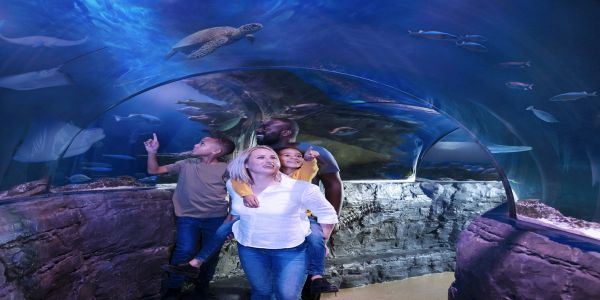 Healthcare Appreciation Month at SEA LIFE San Antonio! promotional image