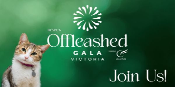 BC SPCA Offleashed Victoria Gala - A Special Celebration on October 3, 2026 promotional image