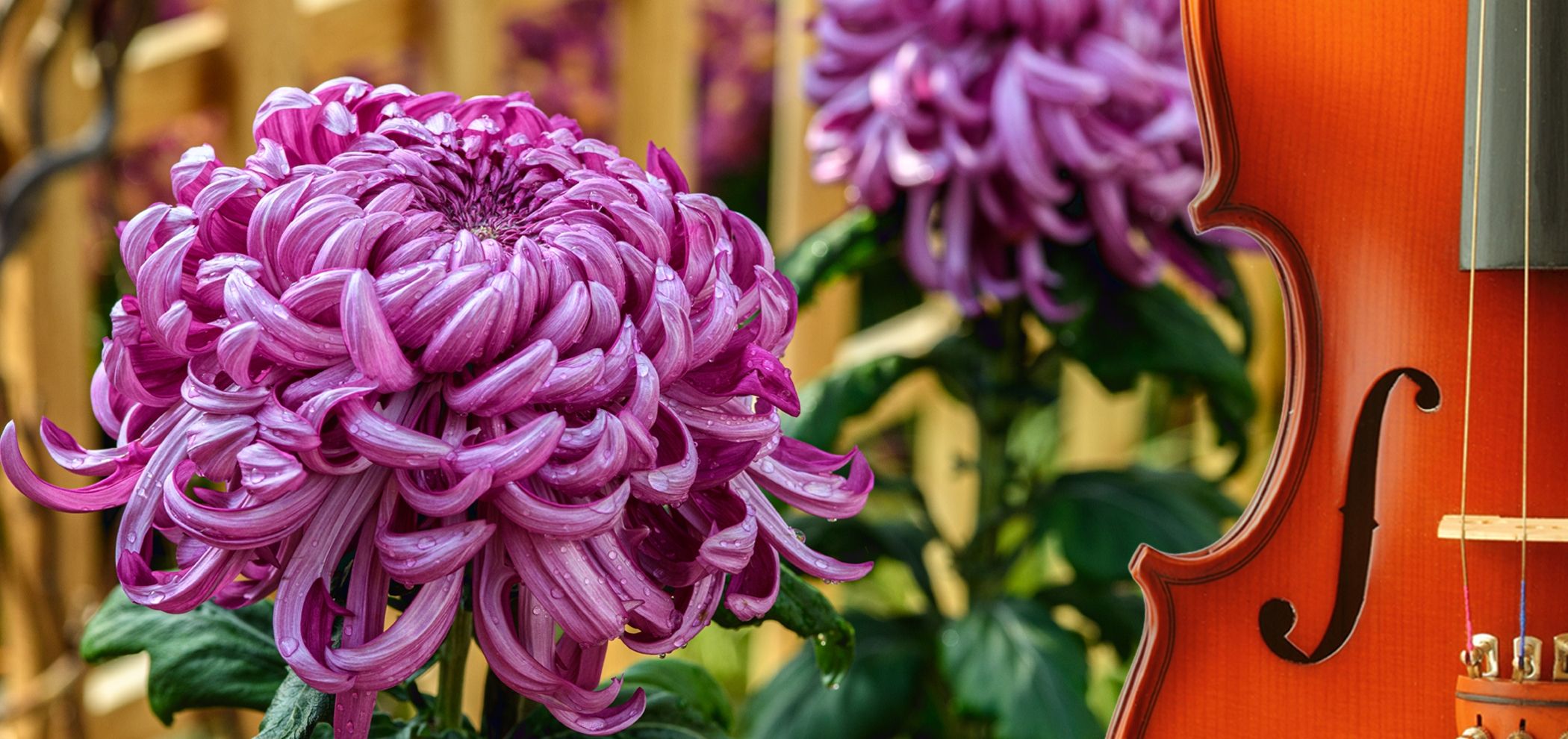 Chrysanthemums and Classical promotional image