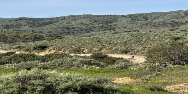 2026 Catalina Island Half Marathon and 10K promotional image