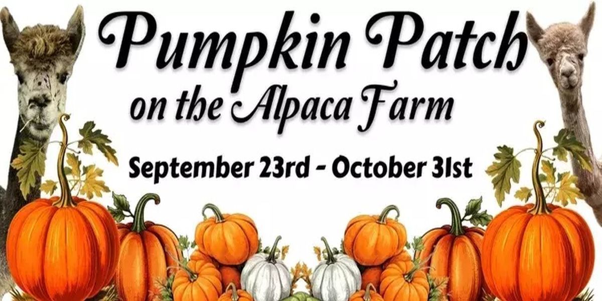 Pumpkin Patch on the Alpaca Farm promotional image