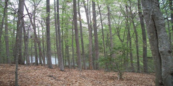 50th Anniversary Fall Forestry and Wildlife Field Tours Hanover County promotional image