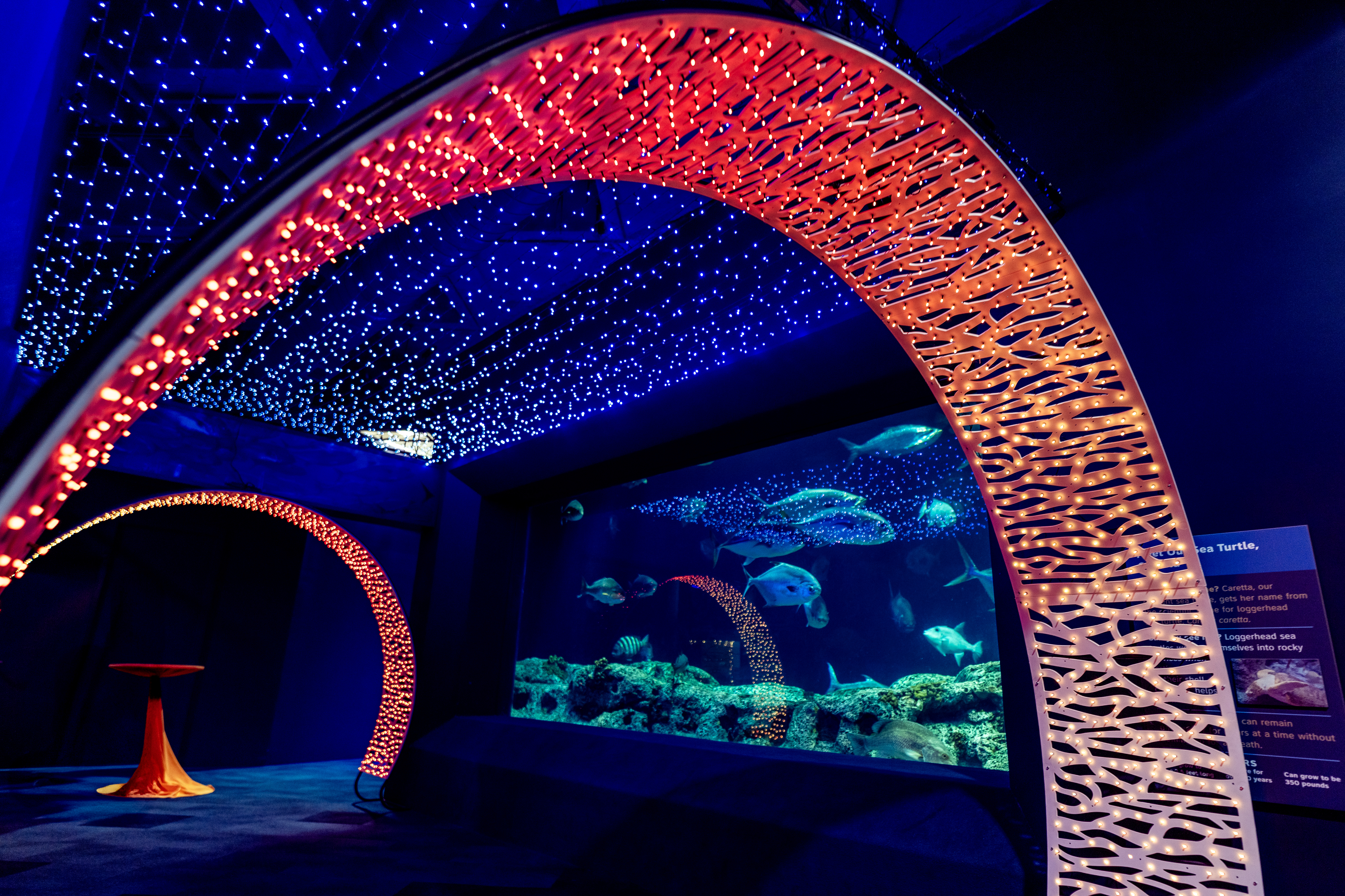 Aquarium Aglow photo 1