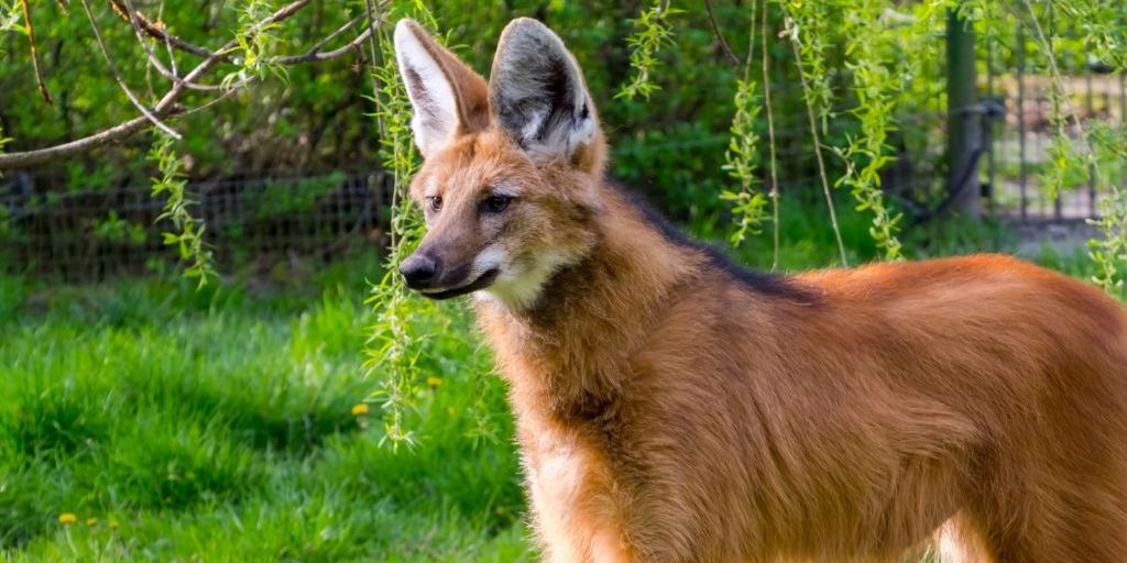 International Maned Wolf Day promotional image