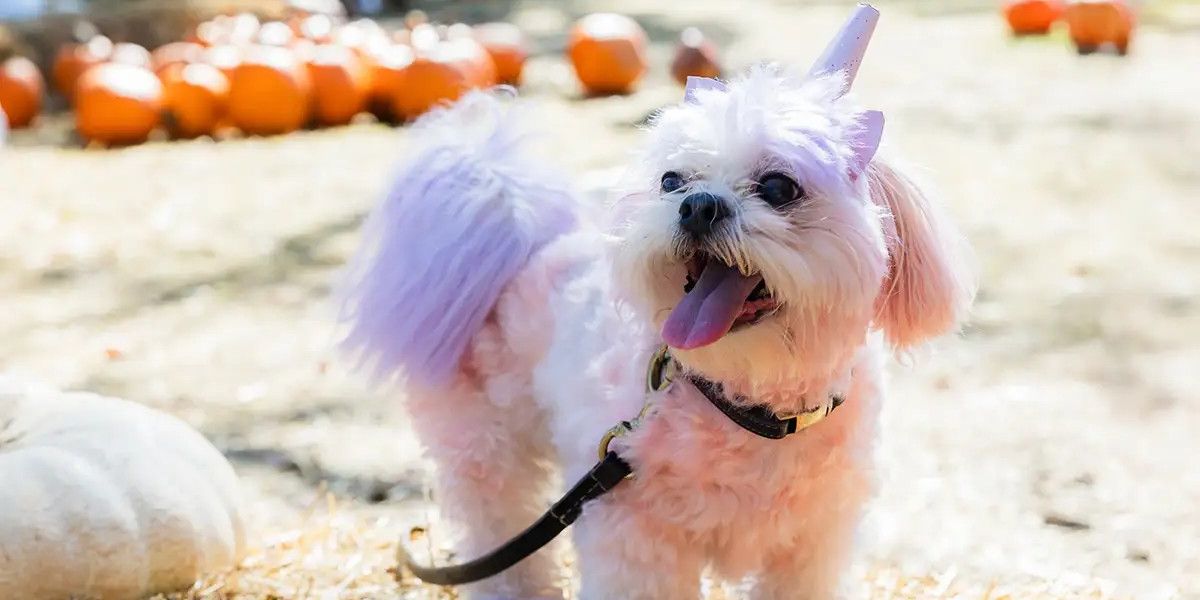 Halloween Pooch Party promotional image