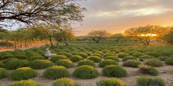 Welcome Autumn at the Lavender Farm in Oracle with Bluegrass Music on Saturday, October 3rd! promotional image