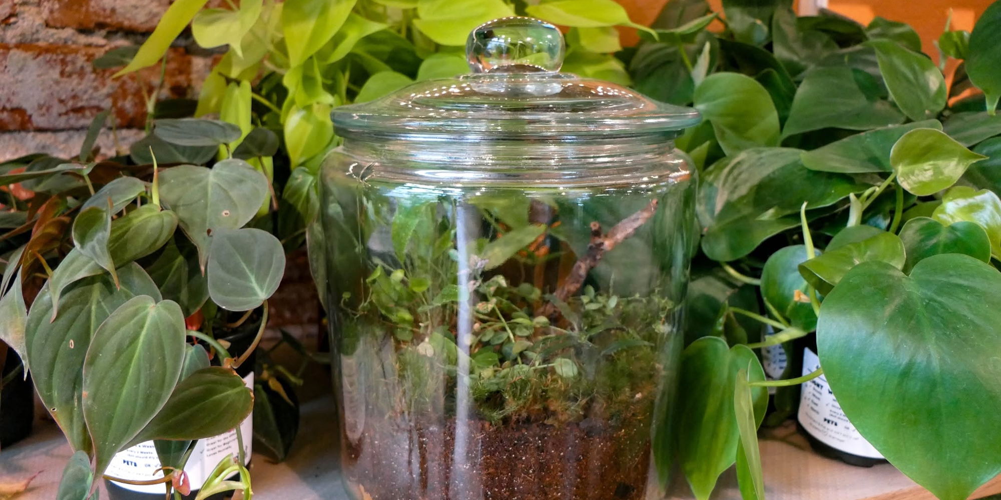 Terrarium Workshop promotional image