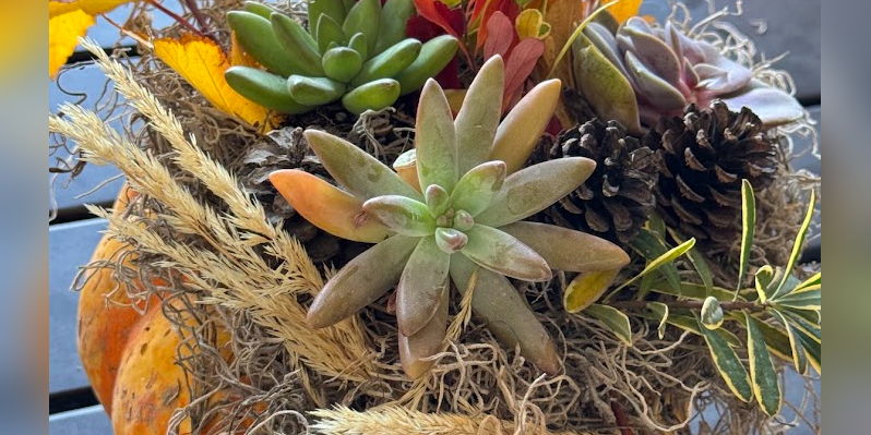 Succulent Pumpkin Workshop - Saturday promotional image