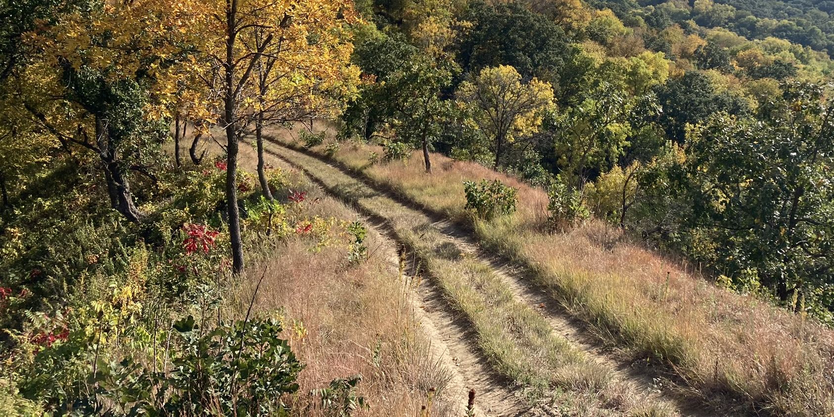 7th Annual Halloween Witchy Woods Walk promotional image