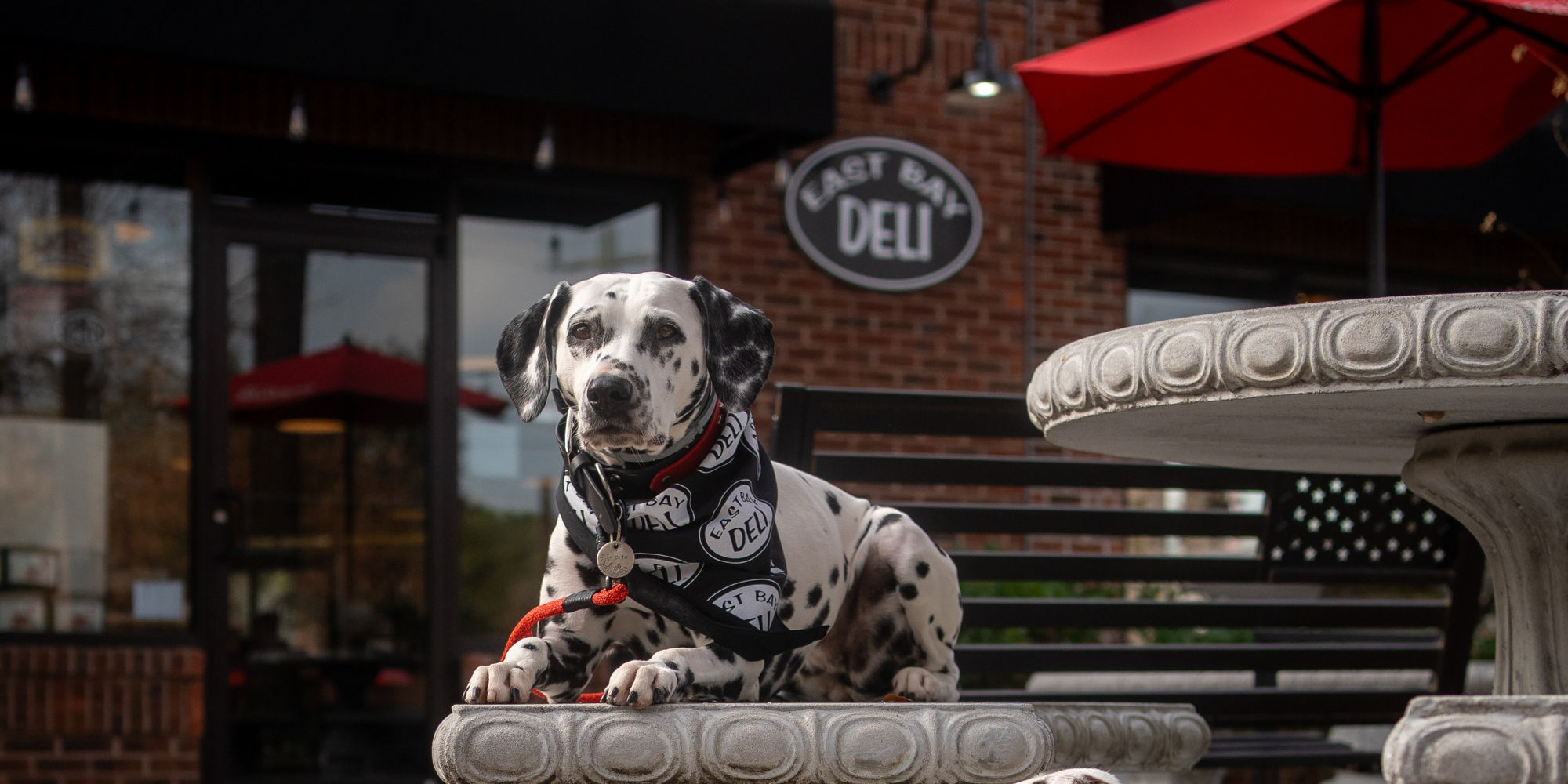 Pet Therapy & Craft Kids' Night! - Carnes Crossroads promotional image