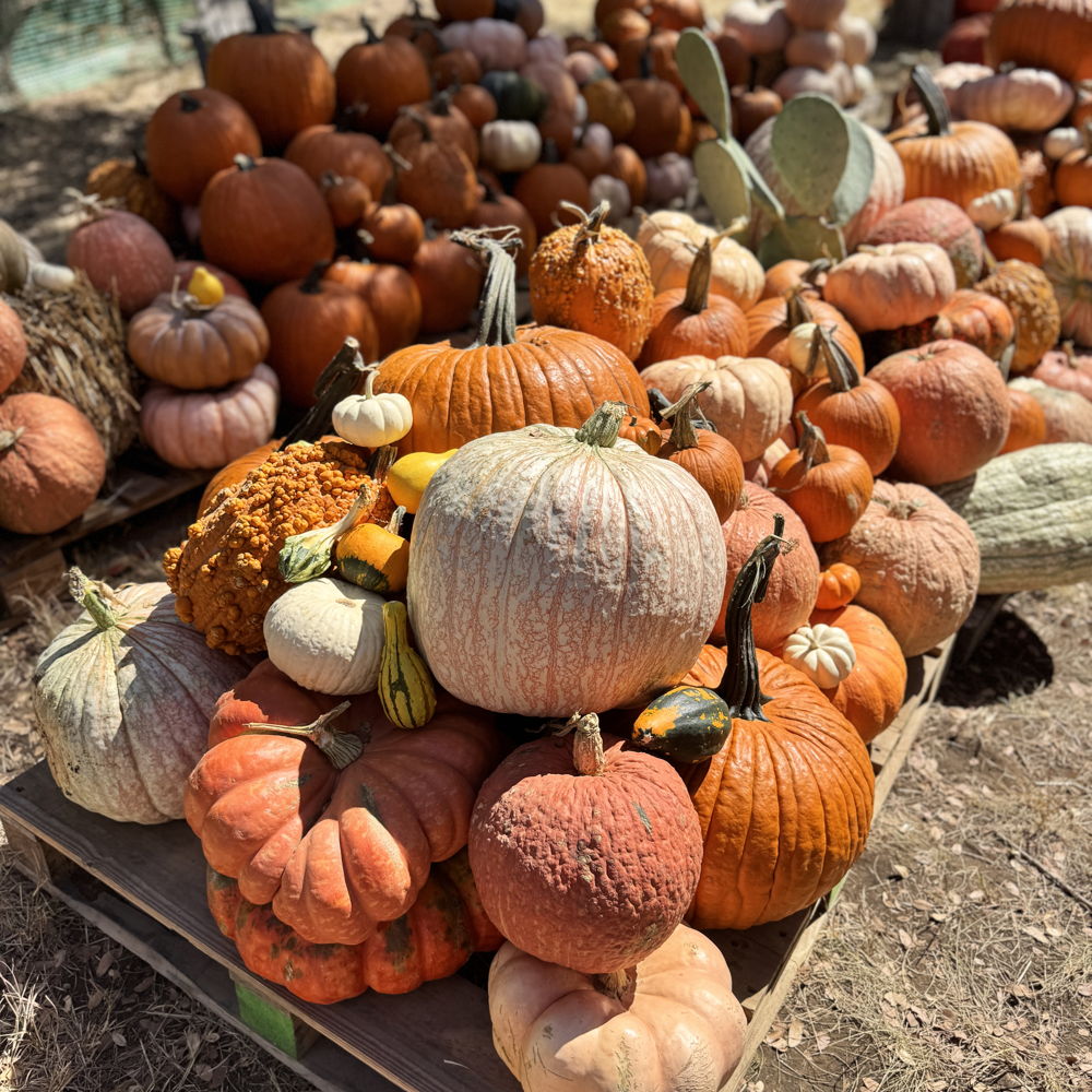 Driftwood Fall Festival: Pumpkin Patch @ Vista Brewing photo 1